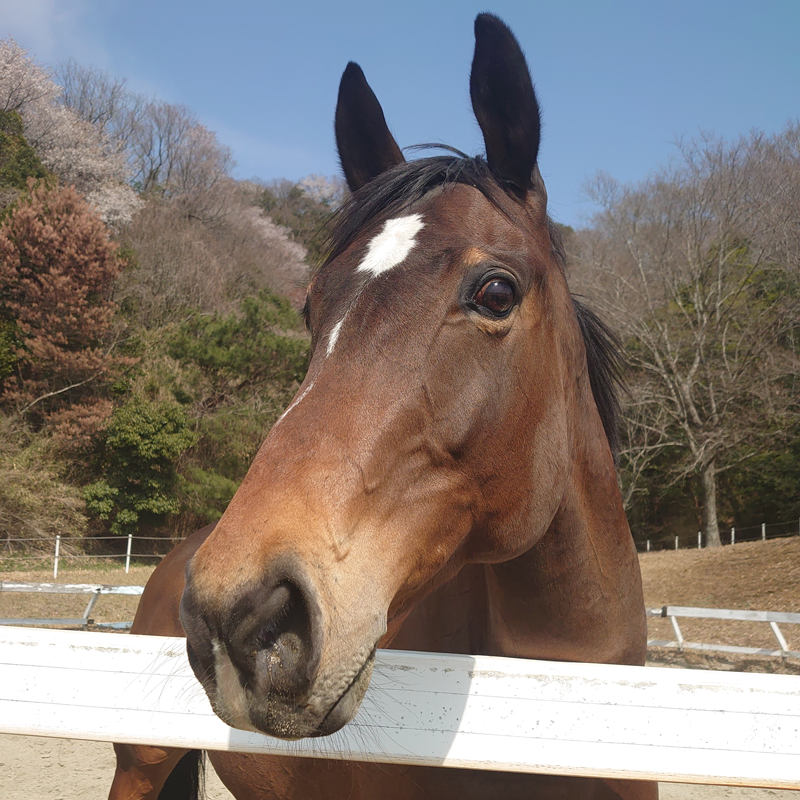 写真：ポムローゼ